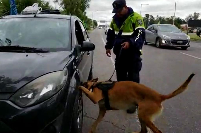 Video: un perro detecta marihuana oculta en el motor de un auto