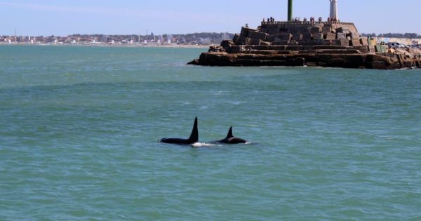 Orcas en la Escollera Sur, una postal para marplatenses y turistas