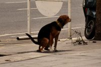Tenencia de perros: una por una, las multas decretadas por Arroyo