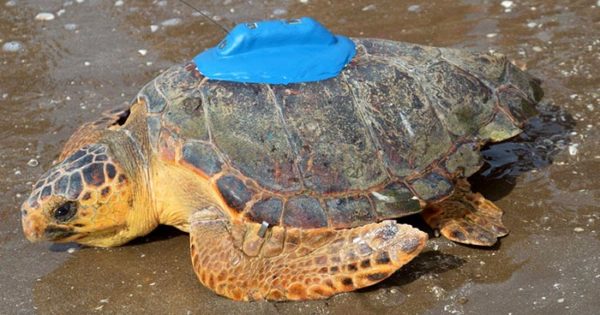 Marplatenses estudian la situación de amenaza de las tortugas marinas