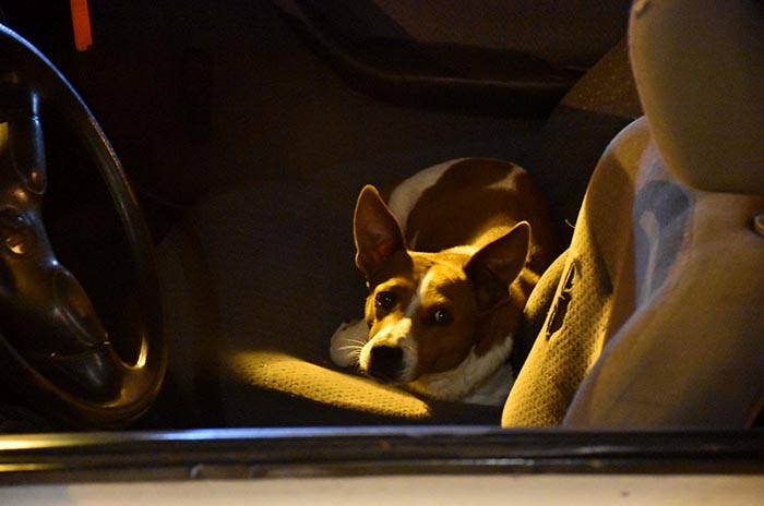 Rescatan a un perro que estaba abandonado adentro de un auto