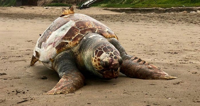 Sorpresa ante la presencia de una tortuga marina en la playa