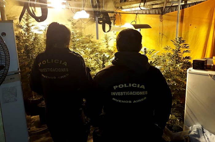 Secuestran 21 plantas de marihuana y armas en allanamiento por robo