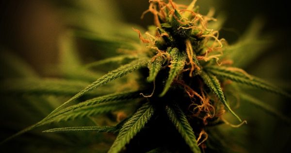 Cannabis medicinal: una charla para analizar sus usos y efectos
