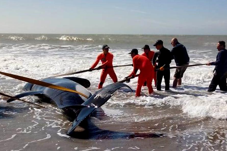 Encallaron siete orcas en las playas de Mar Chiquita