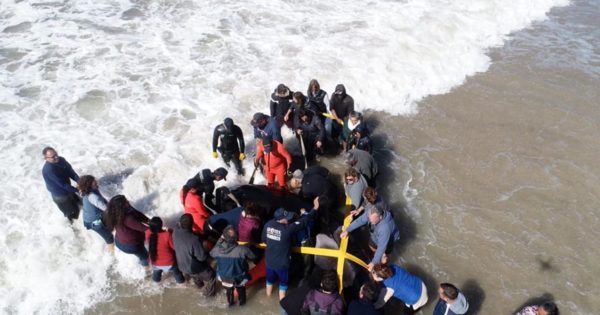 Orcas en Mar Chiquita: críticas de organizaciones civiles a la respuesta estatal