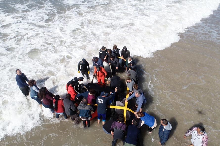 Orcas en Mar Chiquita: seis fueron devueltas al mar y una murió