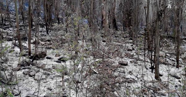 Tras cinco días, logran extinguir el incendio forestal en Sierra Valdez