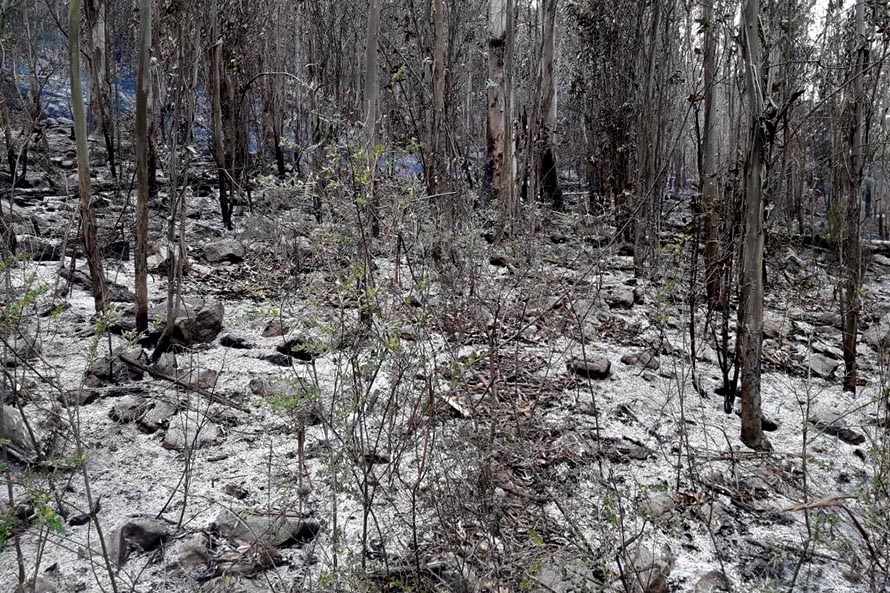 Tras cinco días, logran extinguir el incendio forestal en Sierra Valdez