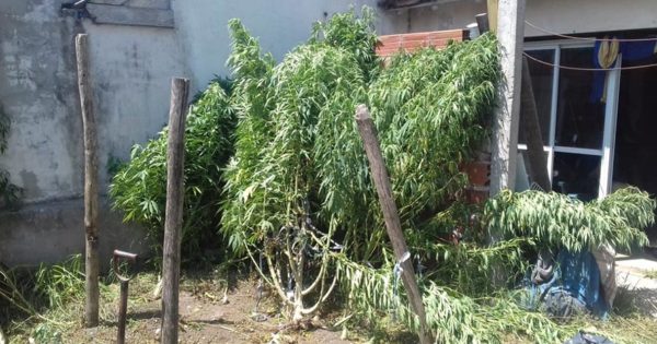 Santa Clara del Mar: incautan más de 107 kilos de plantas de marihuana en un allanamiento