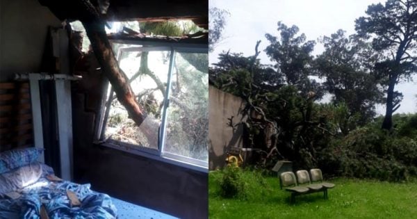 Tras la intensa lluvia, cayó un árbol sobre una casa de Parque Hermoso