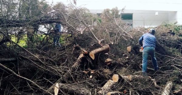 La tormenta de la madrugada dejó más de 20 reclamos por árboles caídos