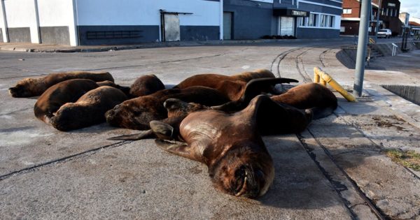 Los lobos marinos y un “paseo” por el Puerto de Mar del Plata en cuarentena