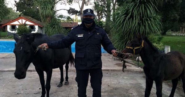 Dos detenidos por robar dos caballos y amenazar con un arma a su dueño