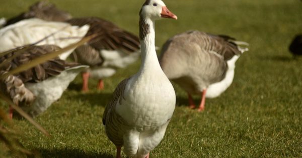 Gripe aviar: las recomendaciones y las medidas de prevención del Senasa