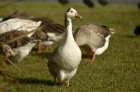 Gripe aviar: las recomendaciones y las medidas de prevención del Senasa