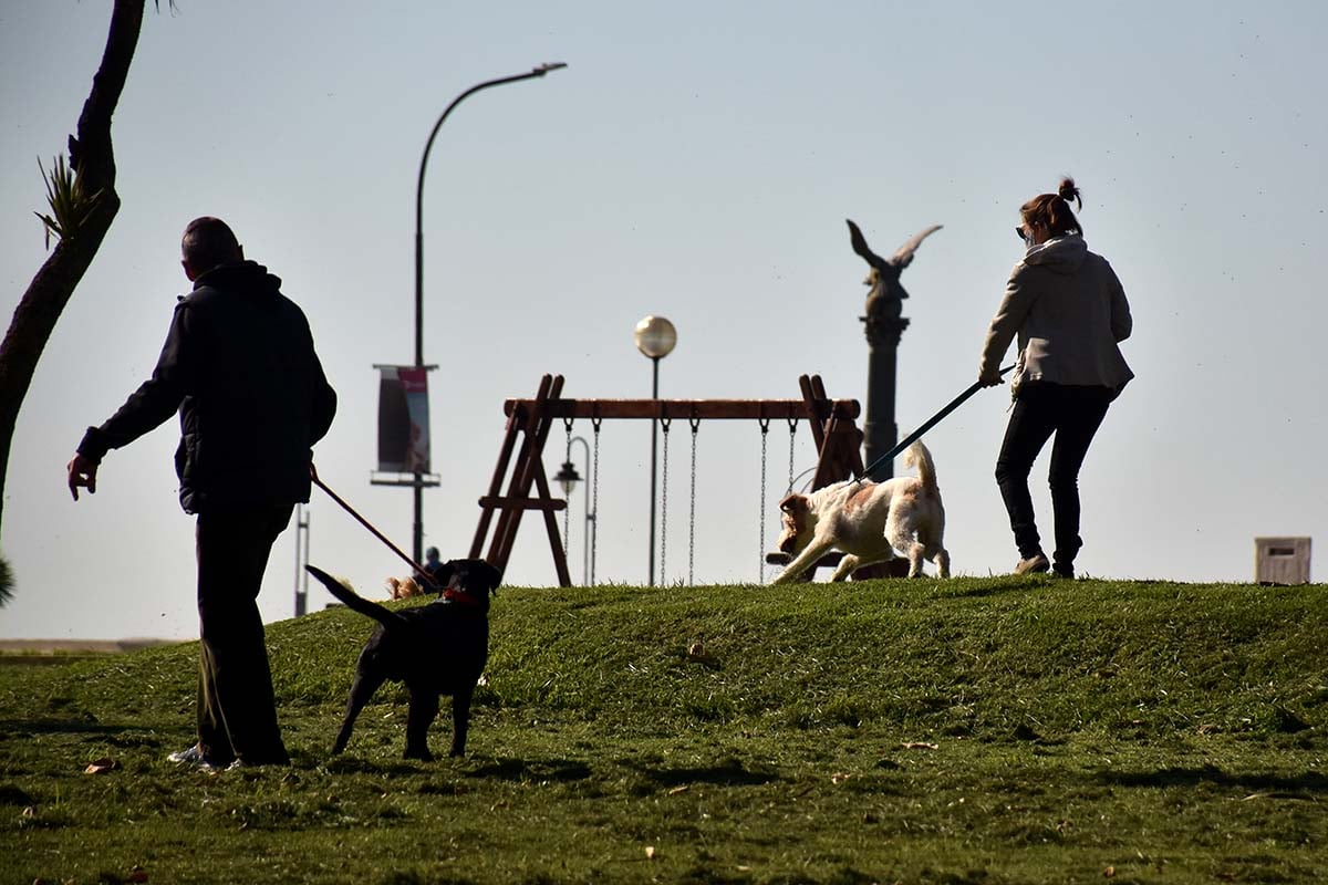 Cómo sigue el calendario de castraciones de mascotas en Mar del Plata