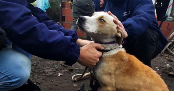 Rescatan a un perro tras una denuncia por maltrato animal