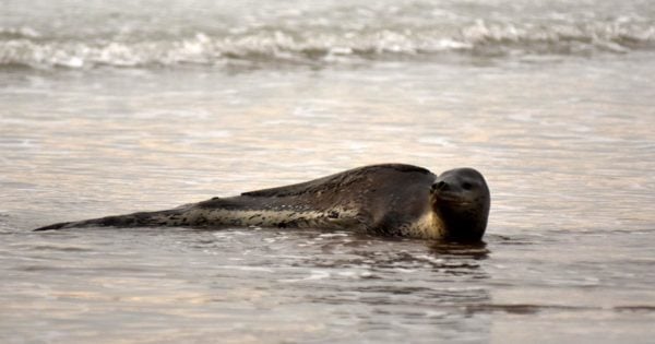 Tras su aparición en Playa Varese, la foca leopardo volvió al mar