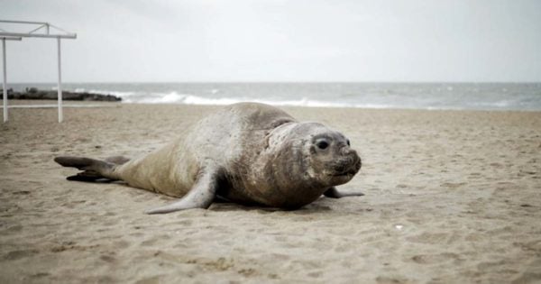 Apareció un elefante marino en una playa de Mar del Plata