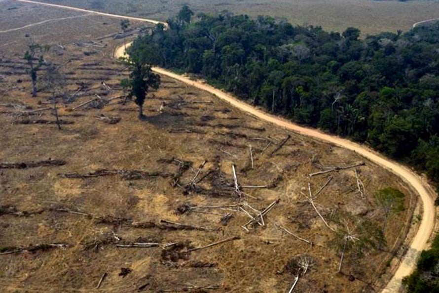 Arquitectos advierten por una tala de árboles “sin control” en Mar del Plata