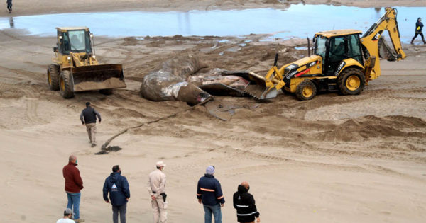 Las dudas detrás de las ballenas que llegaron muertas a la costa: “Es un evento muy raro”
