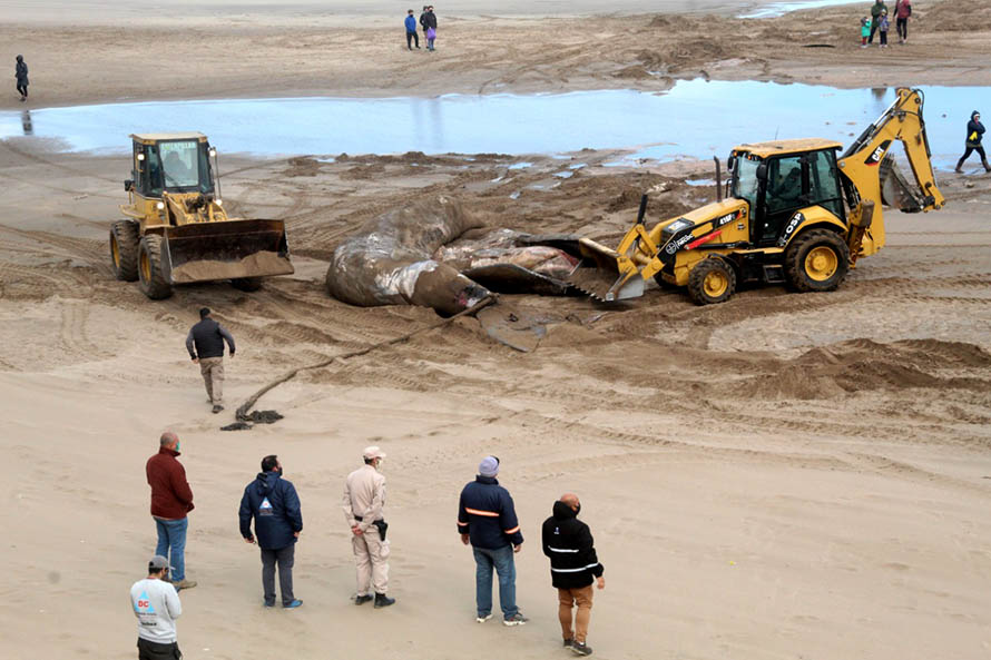 Las dudas detrás de las ballenas que llegaron muertas a la costa: “Es un evento muy raro”