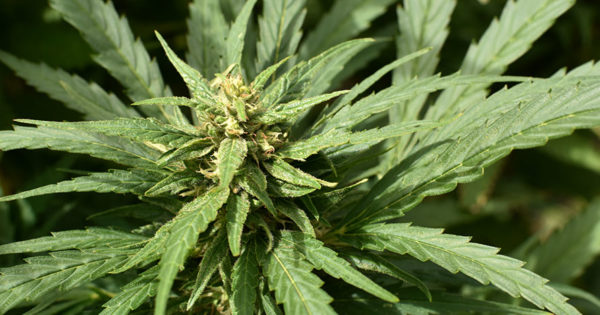 Cannabis medicinal: primer paso para la incorporación al sistema de salud municipal