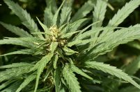 Cannabis medicinal: un fallo de la Corte sobre despenalización y registro del autocultivo