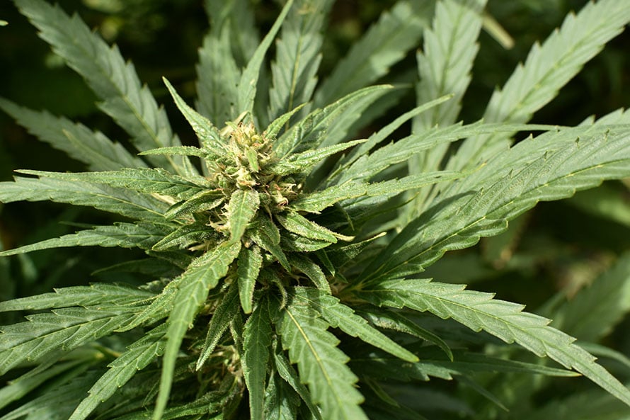 Cannabis medicinal: primer paso para la incorporación al sistema de salud municipal