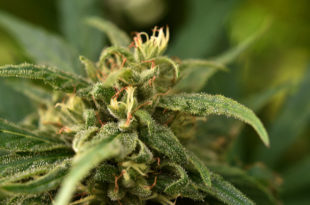 El gobierno nacional reglamentó el registro de autocultivo de cannabis medicinal