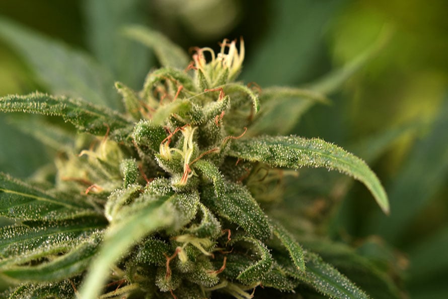 El gobierno nacional reglamentó el registro de autocultivo de cannabis medicinal