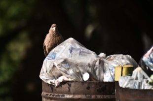 Residuos: piden mejoras en el servicio de recolección en Batán y la zona