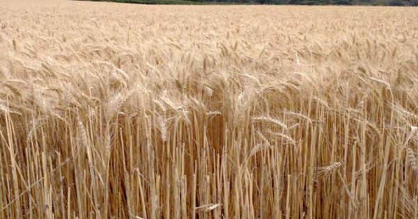 El gobierno oficializó la creación del fondo para “estabilizar” el precio del trigo