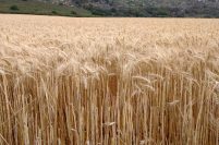 El gobierno oficializó la creación del fondo para “estabilizar” el precio del trigo