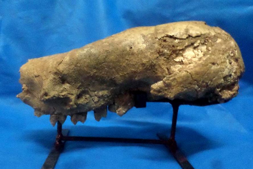 Descubrieron en San Eduardo del Mar el fósil de megaterio más antiguo de Argentina
