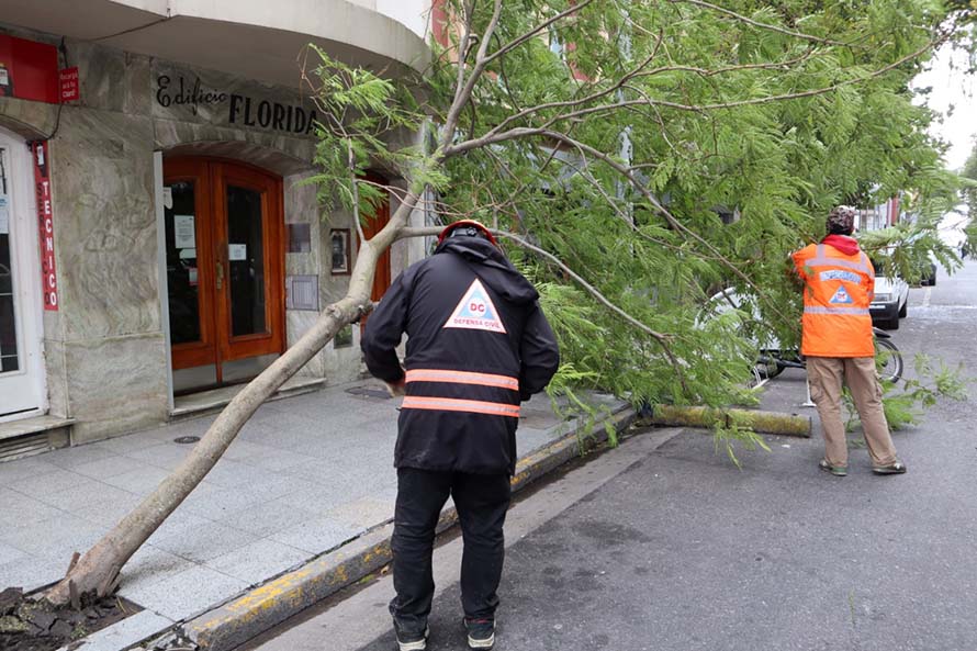 Cesó el alerta por viento en Mar del Plata: dejó al menos 47 árboles y 20 postes caídos