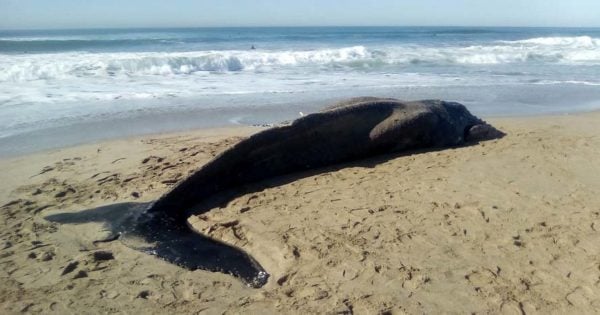 Apareció una ballena muerta en una playa del sur de Mar del Plata