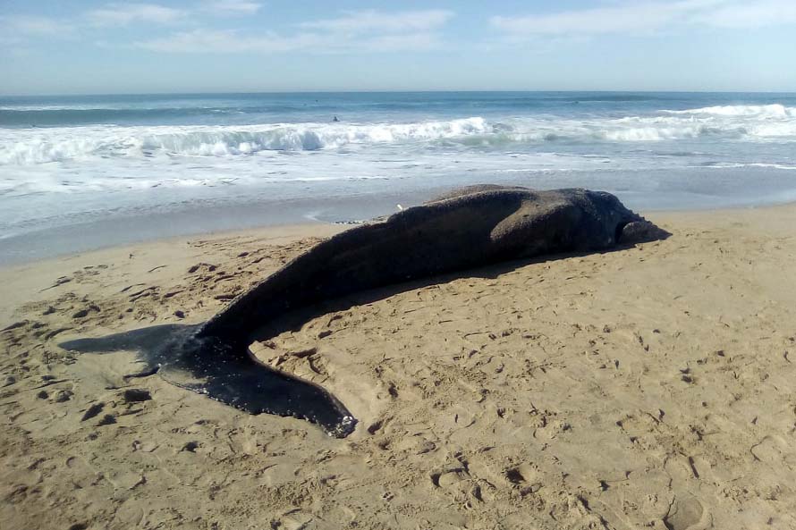 Apareció una ballena muerta en una playa del sur de Mar del Plata
