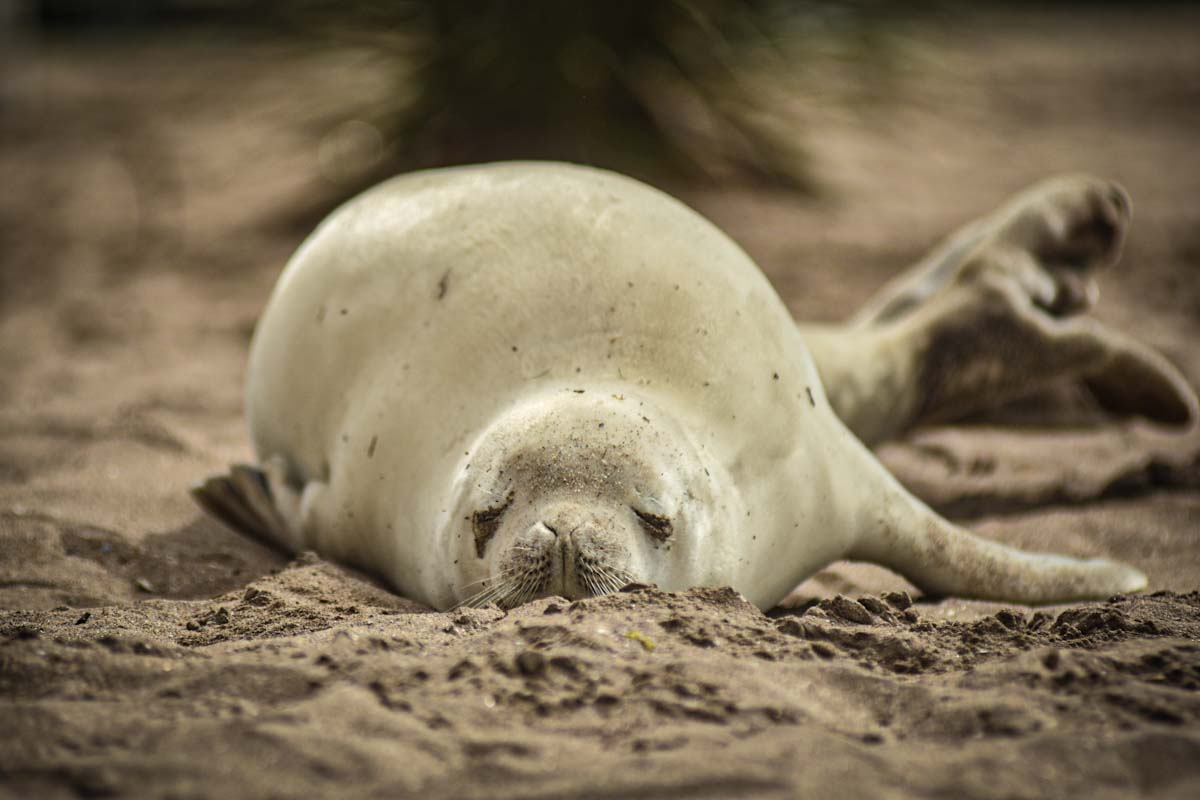 Apareció una foca cangrejera en las playas de La Perla
