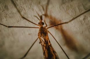 Confirmaron tres casos de dengue en Mar del Plata: cuáles son los síntomas