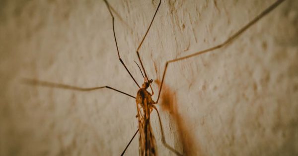 Mosquitos en Mar del Plata: van a prevalecer unos días y no transmiten enfermedades