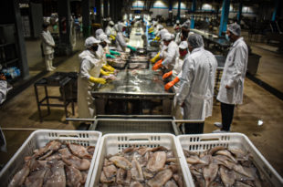 Las ventas provinciales de pescado a Brasil aumentaron un 59% en el primer semestre