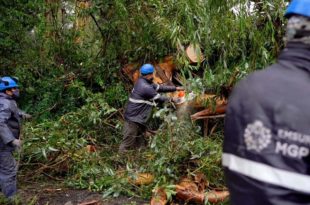 Temporal en Mar del Plata: dos casas con destrozos tras la caída de árboles