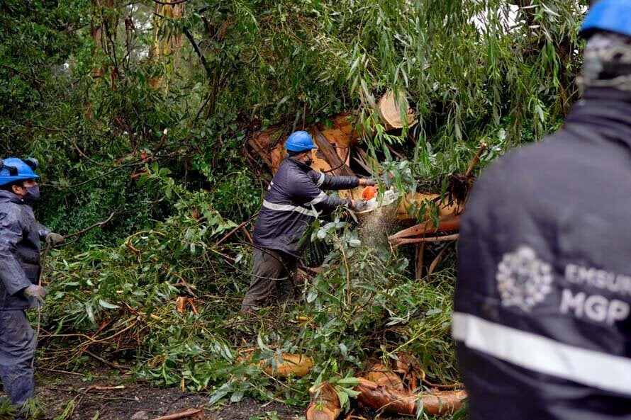 Temporal en Mar del Plata: dos casas con destrozos tras la caída de árboles