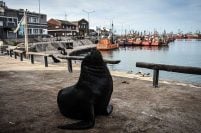 Iniciarán tareas para desplazar a los lobos marinos de la Banquina de los Pescadores