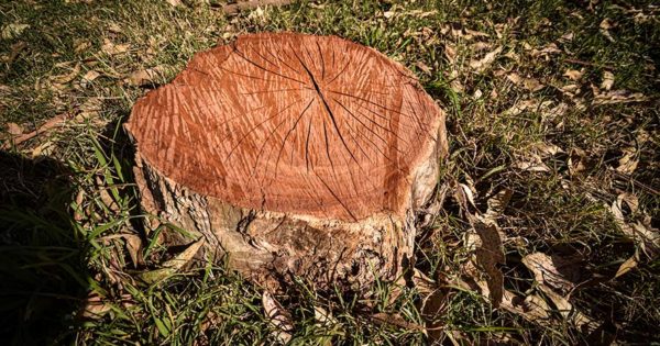 Sierra de los Padres: la Defensoría denuncia tala de árboles y falta de controles