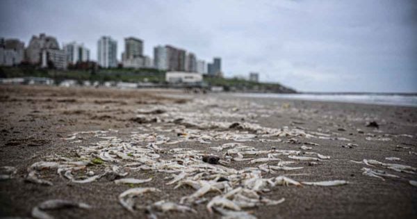 Crustáceos en Playa Grande: un fenómeno “esporádico” en estudio que atrajo curiosos