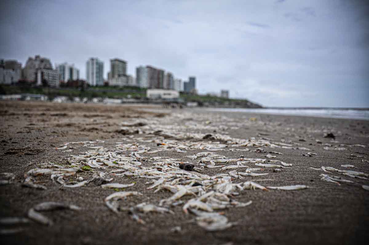Crustáceos en Playa Grande: un fenómeno “esporádico” en estudio que atrajo curiosos