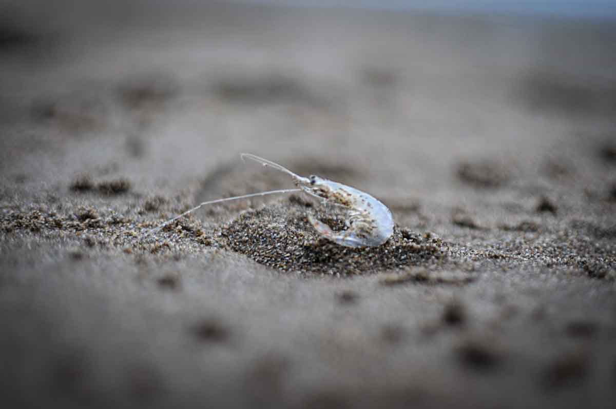 Crustáceos en Playa Grande: descartan la presencia de toxinas en las muestras analizadas